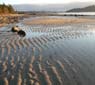 Hollyhock retreat, Cortes Island