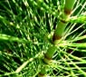 Horsetail, Vancouver Island