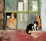 Feral cats, Lordsburg